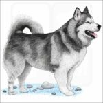 Alaskan Malamute illustration