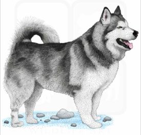 Alaskan Malamute illustration