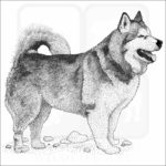 Alaskan Malamute image