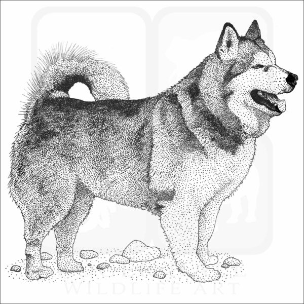 Alaskan Malamute image