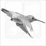 Allen's Hummingbird stock art image