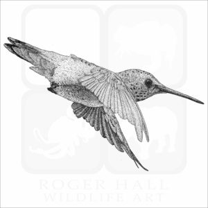 Allen's Hummingbird stock art image