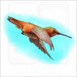 Allen's Hummingbird illustration