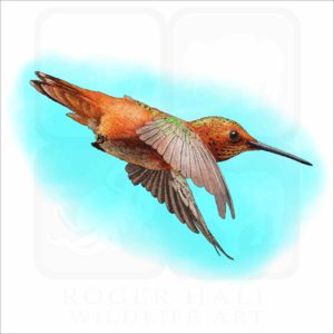 Allen's Hummingbird illustration