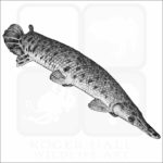 Alligator Gar illustration
