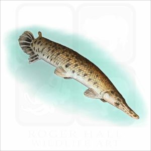 Alligator Gar illustration