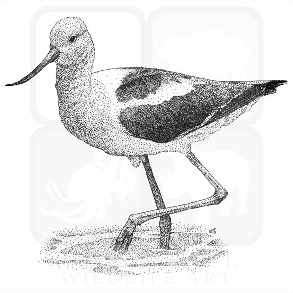 American Avocet
