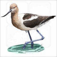 American Avocet illustration