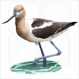 American Avocet illustration