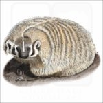 American Badger illustration