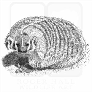 American Badger
