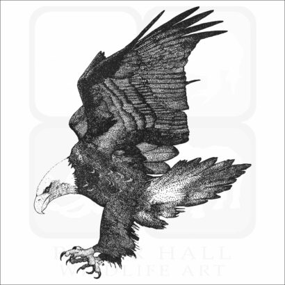 American Bald Eagle