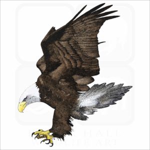 American Bald Eagle illustration