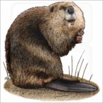 American Beaver illustration