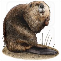 American Beaver illustration