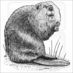 American Beaver