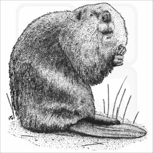 American Beaver