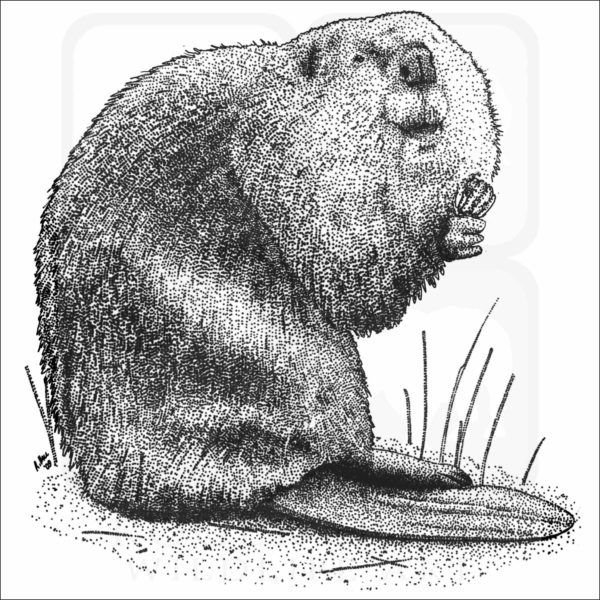 American Beaver