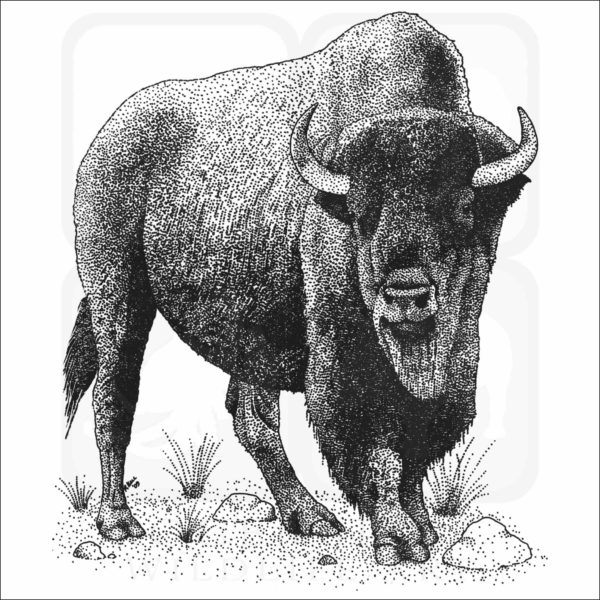 American Bison