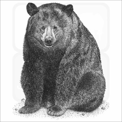 American Black Bear