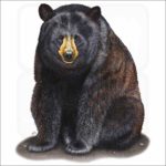 American Black Bear illustration