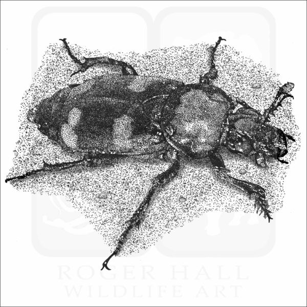 American Burying Beetle - Signed Fine Art Print - Image 2