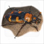 American Burying Beetle illustration