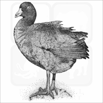 American Coot