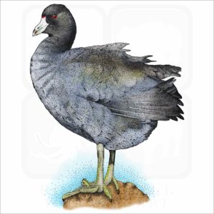 American Coot stock art image