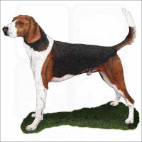 American Foxhound illustration