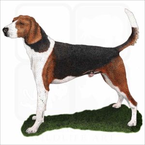 American Foxhound illustration