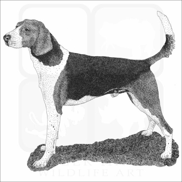 American Foxhound