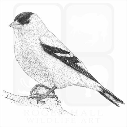 American Goldfinch