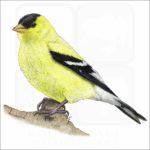 American Goldfinch illustration
