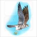 American Kestrel illustration