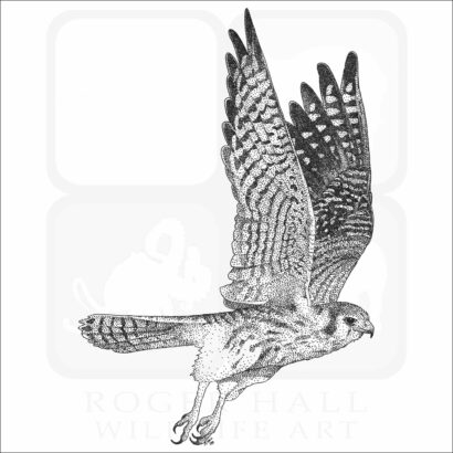 American Kestrel
