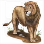 American Lion illustration