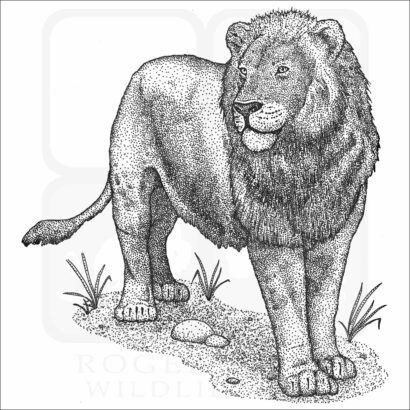 American Lion