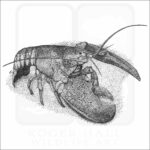 American Lobster
