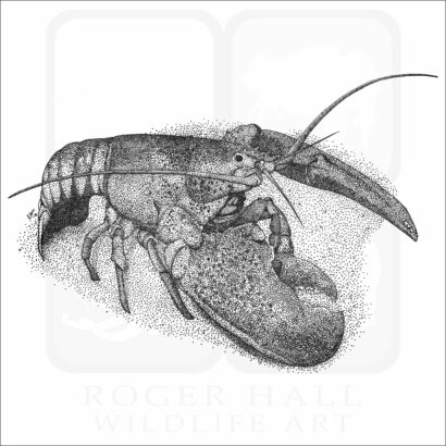 American Lobster