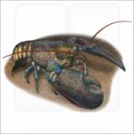 American Lobster illustration