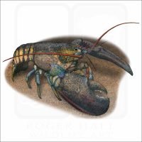 American Lobster illustration