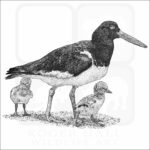 American Oystercatcher