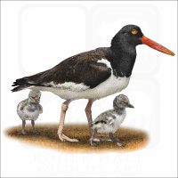 American Oystercatcher illustration