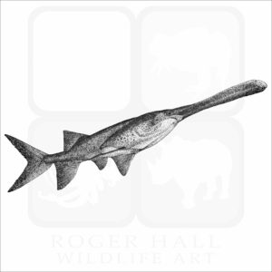American Paddlefish