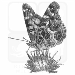 American Painted Lady Butterfly