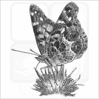 American Painted Lady Butterfly