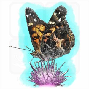 American Painted Lady illustration