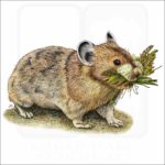 American Pika illustration