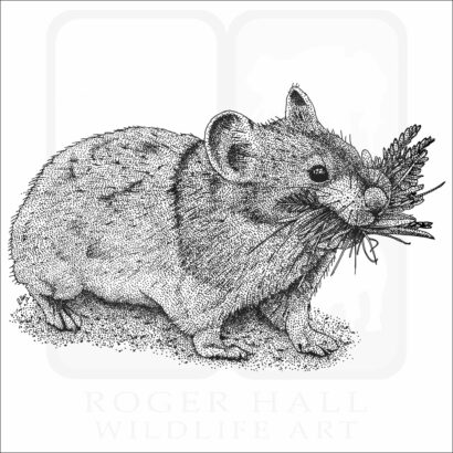 American Pika